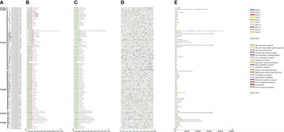 Genome-wide identification and molecular evolution of NAC gene family in Dendrobium nobile